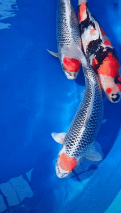 鱼之趣:2020-12-29(文字原创)个别图来自网络,谢支持!