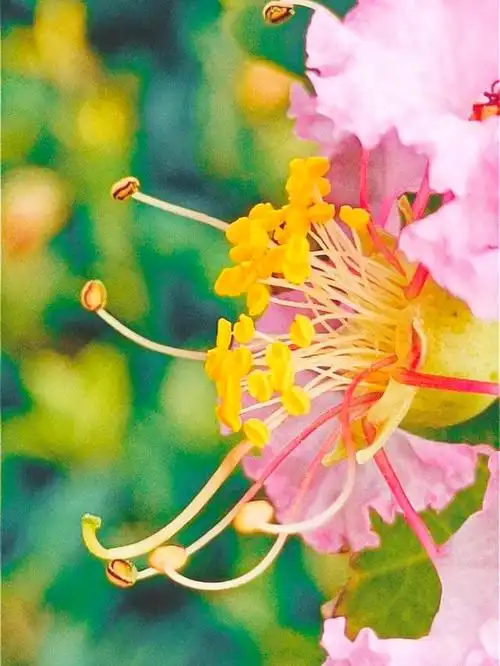 紫薇花(紫薇花图片,青未了/午后紫薇花(各种紫薇花图片)