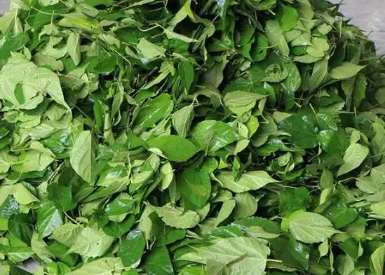 神仙树叶:夏季做"凉粉"是一绝,俗称"神仙豆腐",附制作方法