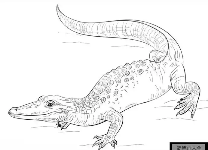 如何画鳄鱼简笔画教程简笔画大全