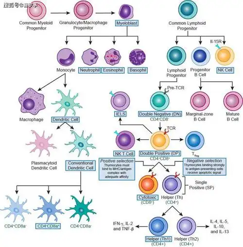 免疫系统中各种免疫细胞间协同作用,维持着动态的平衡关系