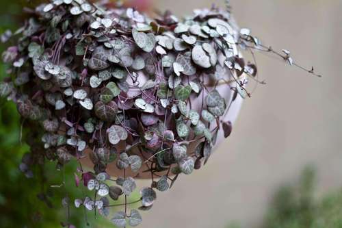 垂吊花卉多肉植物爱之蔓锦吊兰盆栽多肉植物