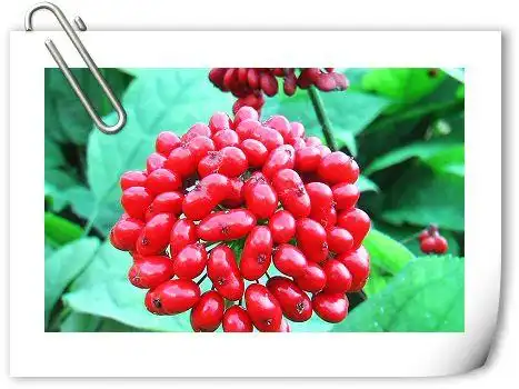 参果实可用于治疗糖尿病图