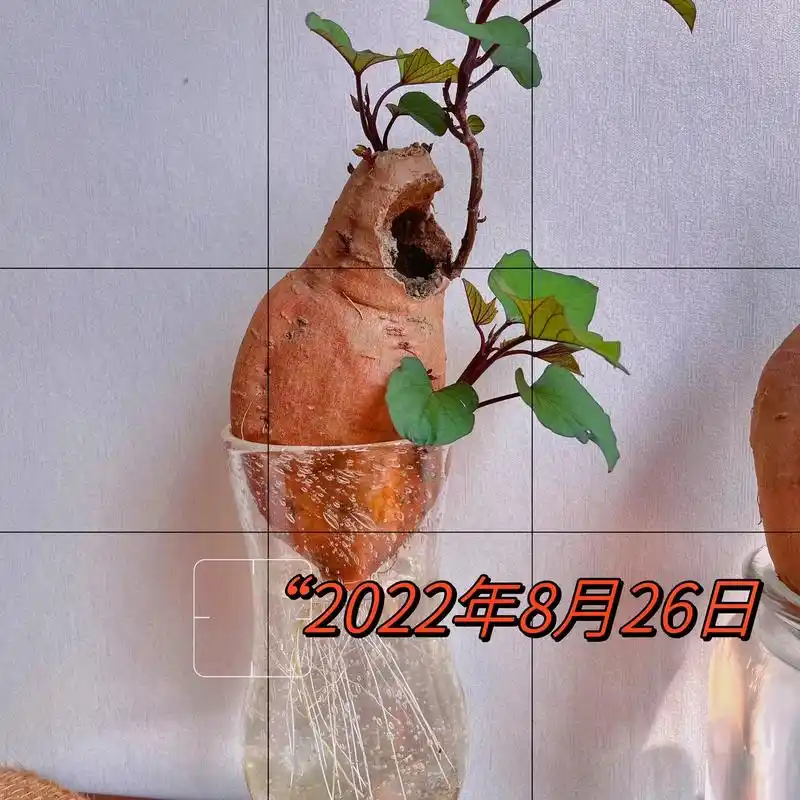 水培植物 哩哩啦啦又过俩 - 抖音