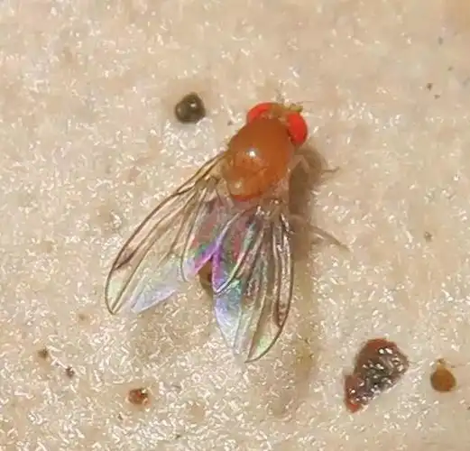 phoridae蚤蝇indicators of mold outbreak提示存在霉菌爆发可能