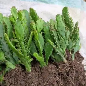 仙人掌千手观音 千佛手 批发包邮 仙人树老桩四季绿植盆栽花卉