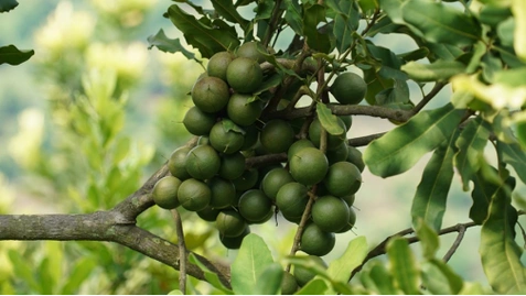 在广西崇左市扶绥县昌平乡"果满山坡"澳洲坚果现代特色农业示范区