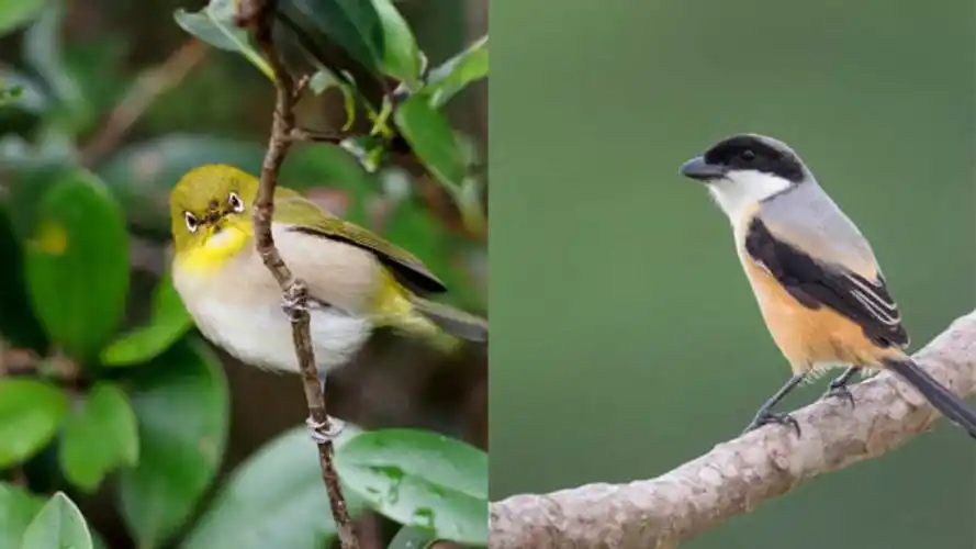 暗绿绣眼鸟和棕背伯劳都是雌雄双亲共同育雏