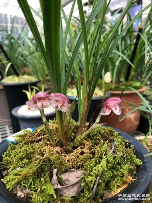临沧春兰凤冠-春兰篇-中国兰花交易网社区