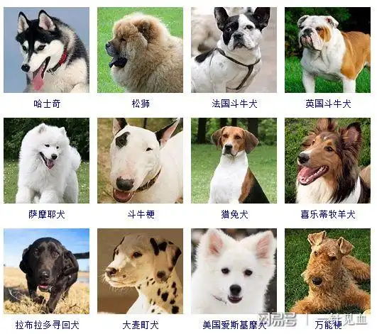 快来看看世界狗狗品种大全,为啥没有中华田园犬呢?