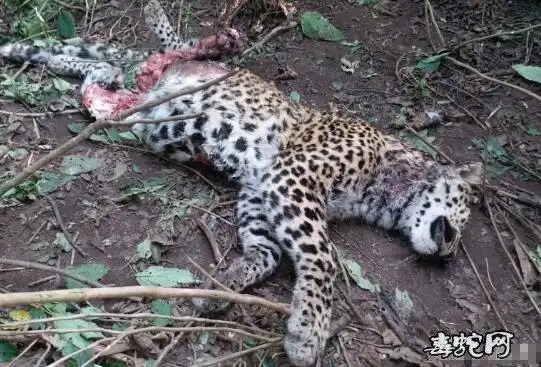 豹鞭长啥样豹鞭有什么功效及价格组图