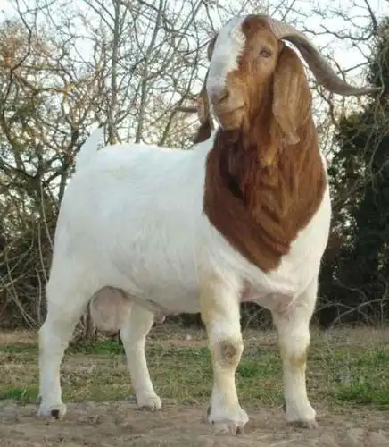 波尔山羊原产于南非,被称为世界肉用山羊**,是世界上的生产高品质瘦肉