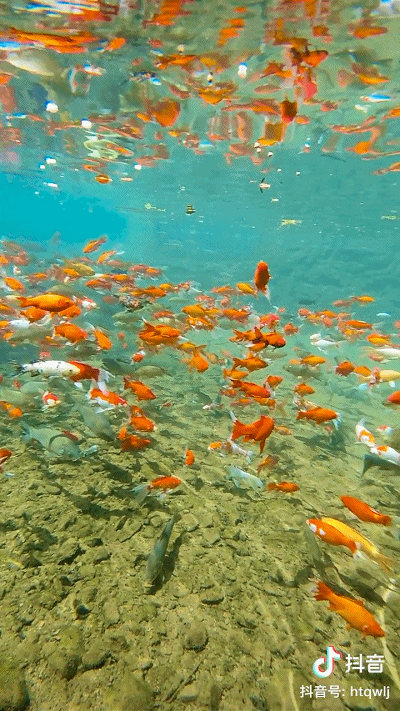 400_711竖版 竖屏gif 动态图 动图