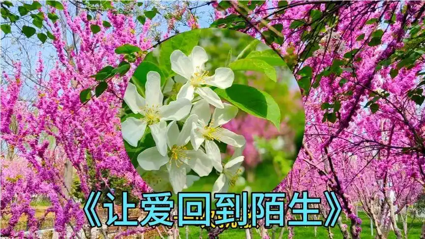 这心痛的挣扎!《让爱回到陌生》!伤感动听扎心!