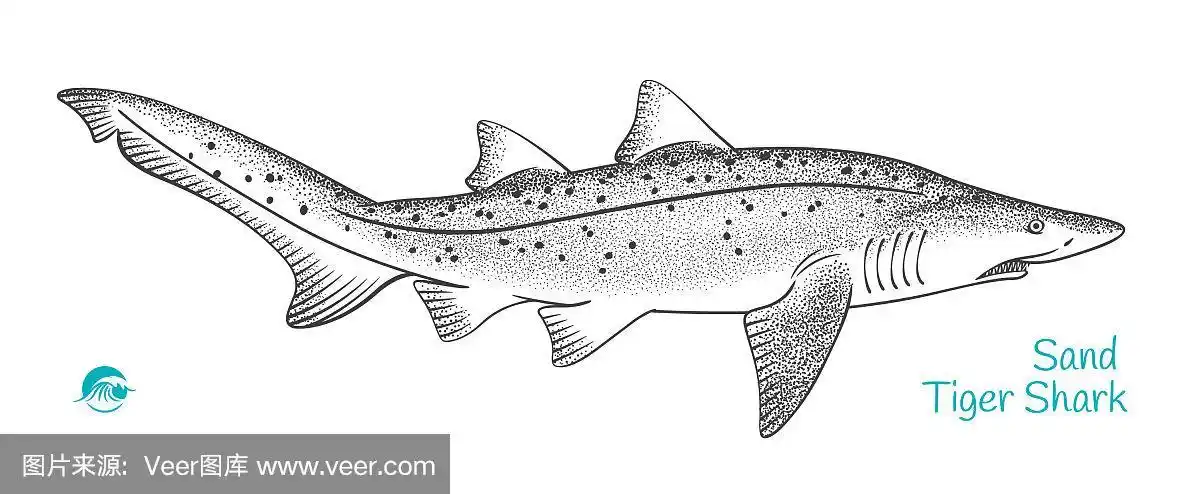 沙虎鲨手绘