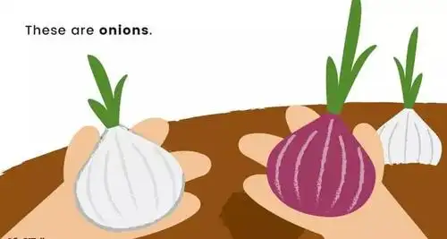 these are onions. 这些是洋葱