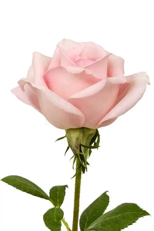 开出粉红花的玫瑰特写摄影高清jpg格式图片下载_熊猫办公