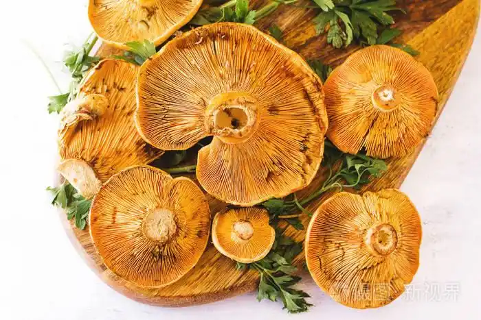 在白色背景上的颜色黄色的知更鸟蘑菇或罗夫隆芽