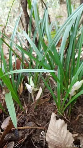 山上的兰花香.漂亮