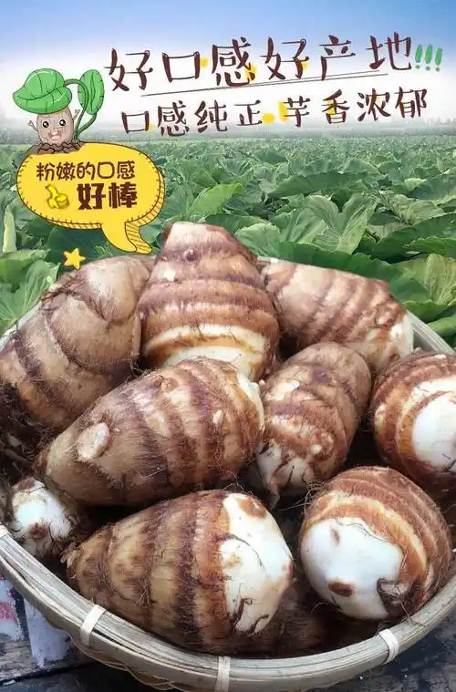 【现挖】山东芋头毛芋头新鲜蔬菜小芋头老芋头3斤/5斤/带箱10斤 带箱