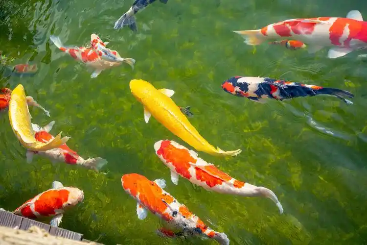 清澈见底的鱼池里一群漂亮的锦鲤