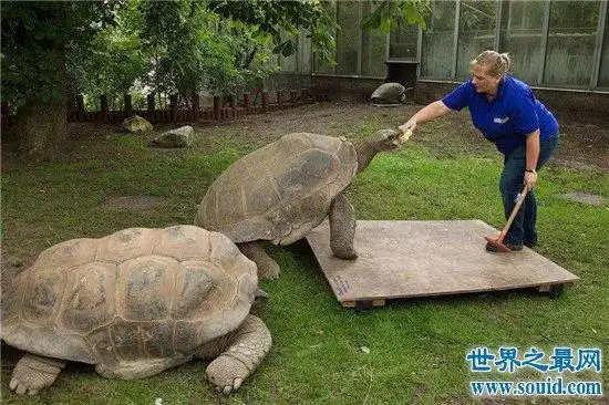 世界上最大的陆生乌龟,象龟体长180cm重375kg!