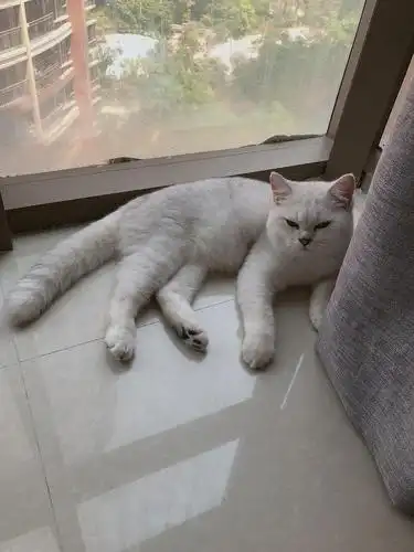 要不要养多一只猫咪陪它呢?白天都在上班,家里只.