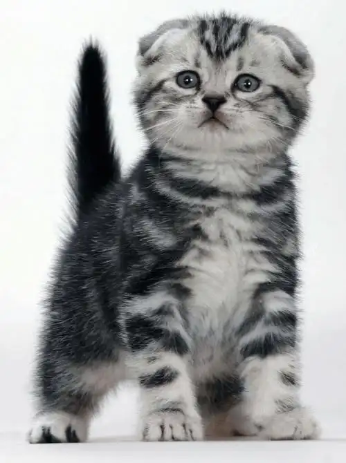 社团科普 | 为什么我们抵制繁育折耳猫