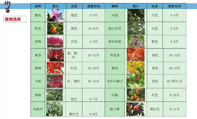 植物图表ppt