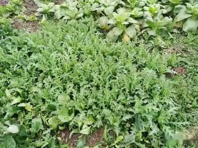 私自种植罂粟都是违法行为!