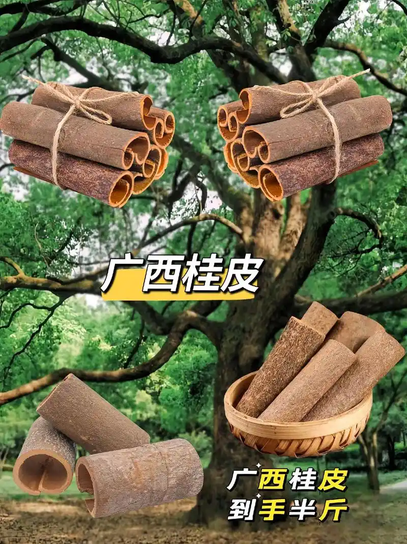 广西桂皮调料.家人们,家里烧菜的时候会用到桂皮 - 抖音