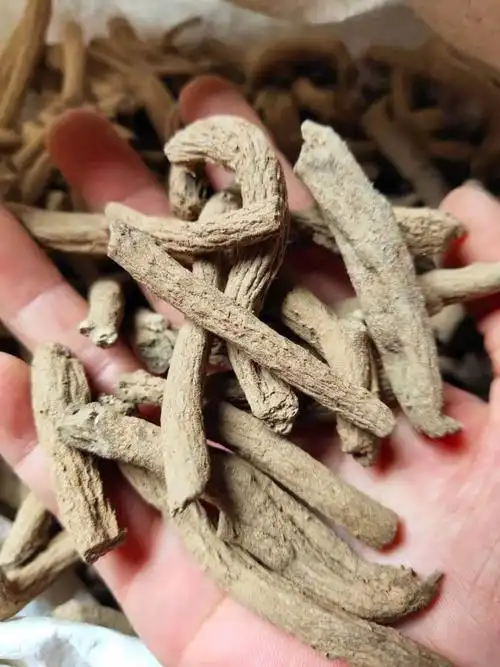 紫金龙批发价格