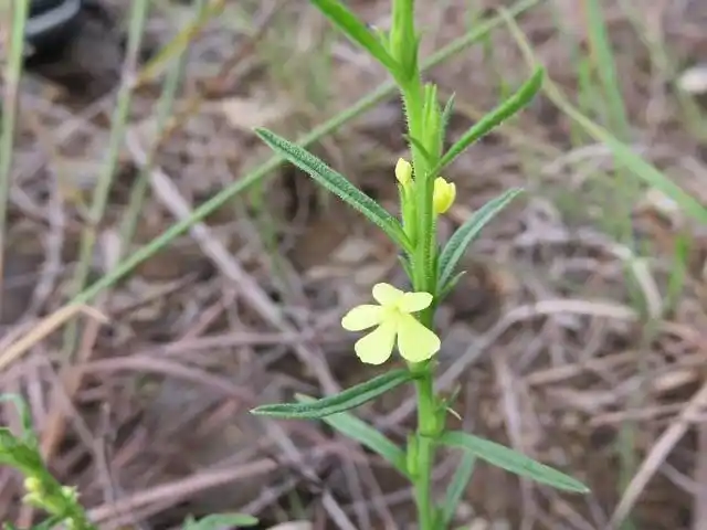 独脚金又叫疳积草,消米虫或者黄花草,是一种一年生的草本动物,它植株