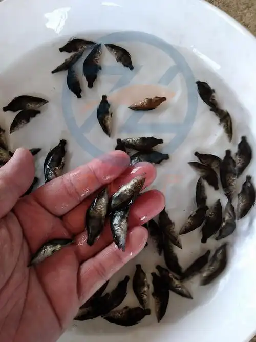 厂家批发 桂鱼苗 桂花鱼苗 翘嘴鳜鱼苗 斑鳜鱼苗淡水养殖鱼苗活体