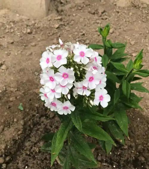 宿根福禄考"荷兰小姐"的第一年与第三年#园艺  #家庭园艺  #宿根植物