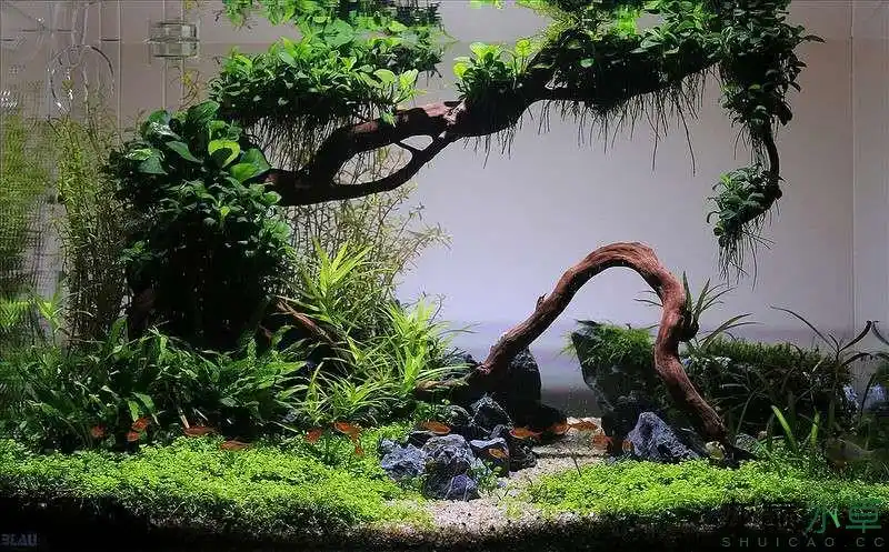 妖娆沉木造景水草缸真是不可多得