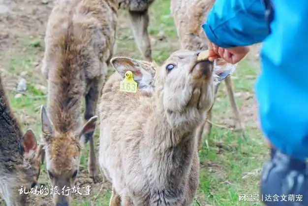 "云上牧场"里饲养了梅花鹿,波尔山羊,荷兰小香猪,安哥拉长毛兔,迷你