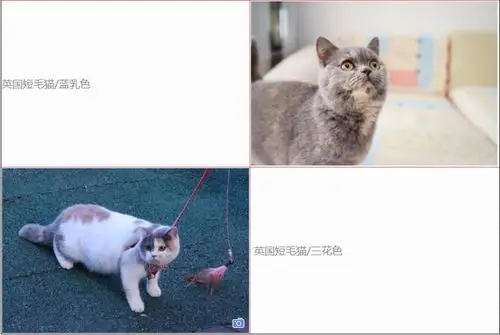 44种英国短毛猫cfa官方认可的颜色和常见英短猫颜色分类