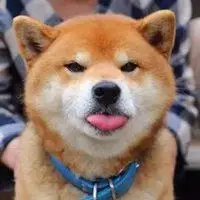 秋田狗头头像高清