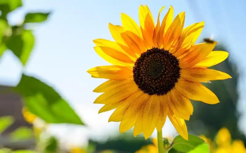蓝天下一朵向日葵唯美写真