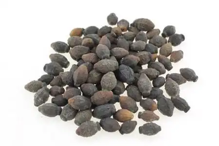 虎头茉莉怎么催芽 - 花百科