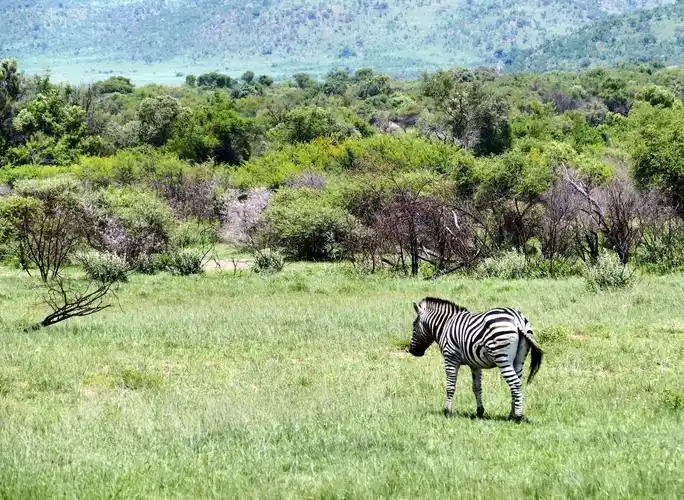南非的这种是山斑马,除腹部外,全身密布较宽的黑条纹,白色部分发黄