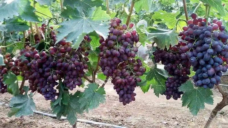 [巨峰葡萄苗批发]树葡萄苗 葡萄苗价格7元/株 - 惠农网