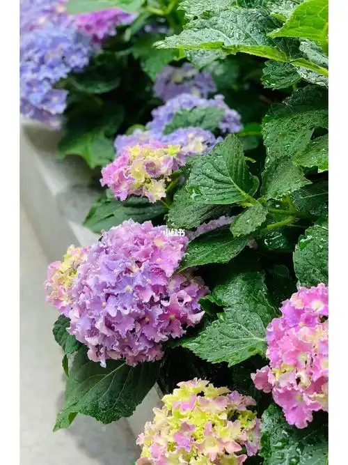 绣球花  #细高跟  绣球第一次调蓝,好像不太成功.