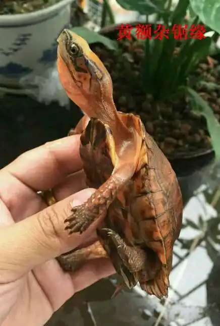 我不是纯种但我照样美丽带你认识16种杂交龟