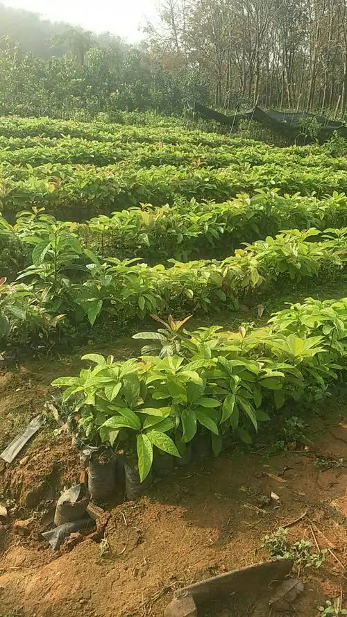 牛油果苗 0.5米以下