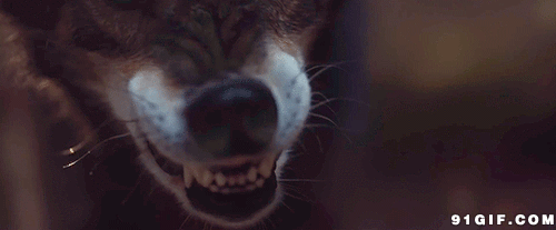 狼龇牙凶狠吓人gif动图_动态图_表情包下载_soogif