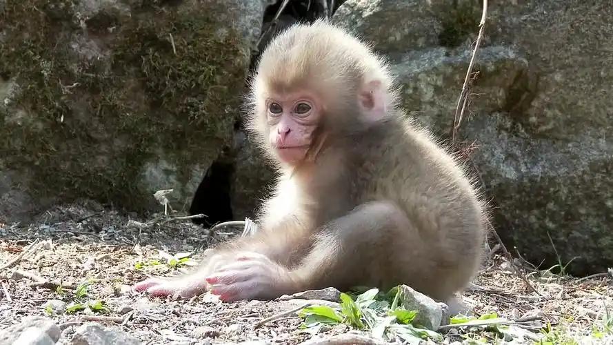 带上全民去旅行#小毛猴