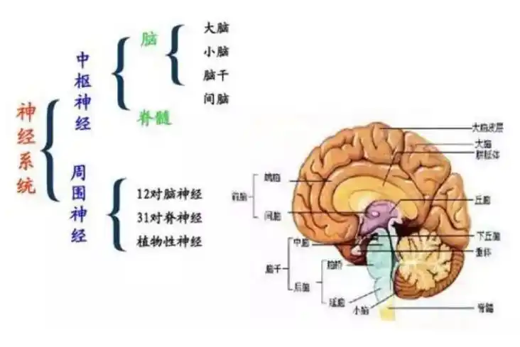学习语言,你知道是受大脑的哪些部分控制的吗?