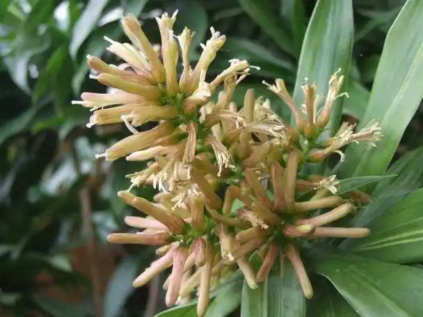 富贵竹开花图片(富贵竹开花结果图片)_植物知识网